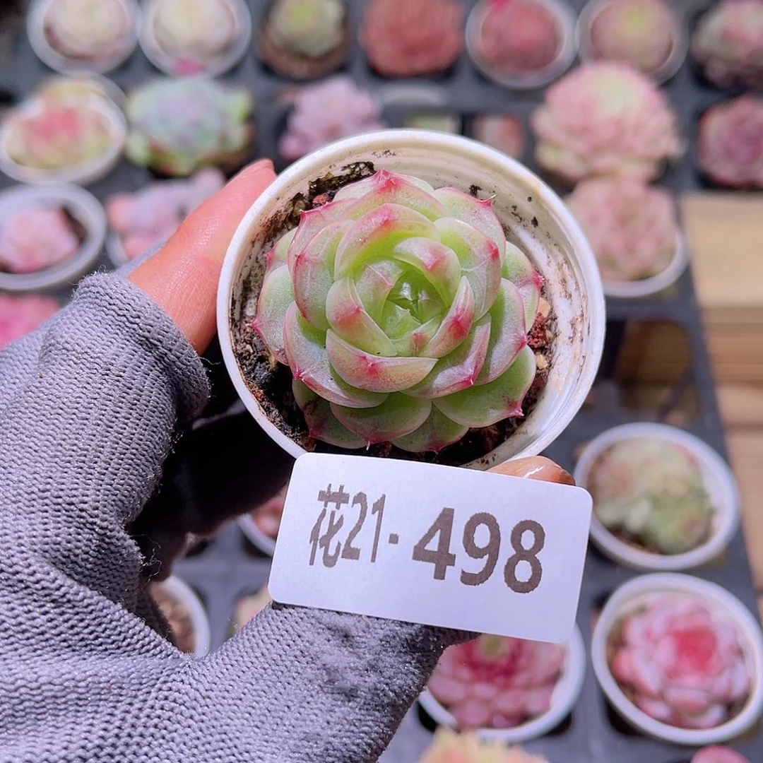 花21-498铂金叶珍妮