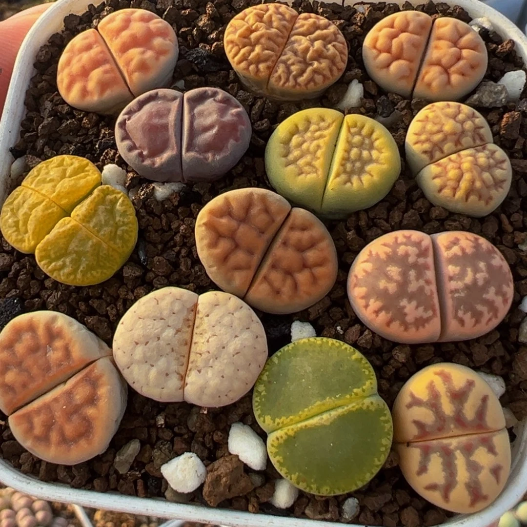 彩虹母本组合植物百科