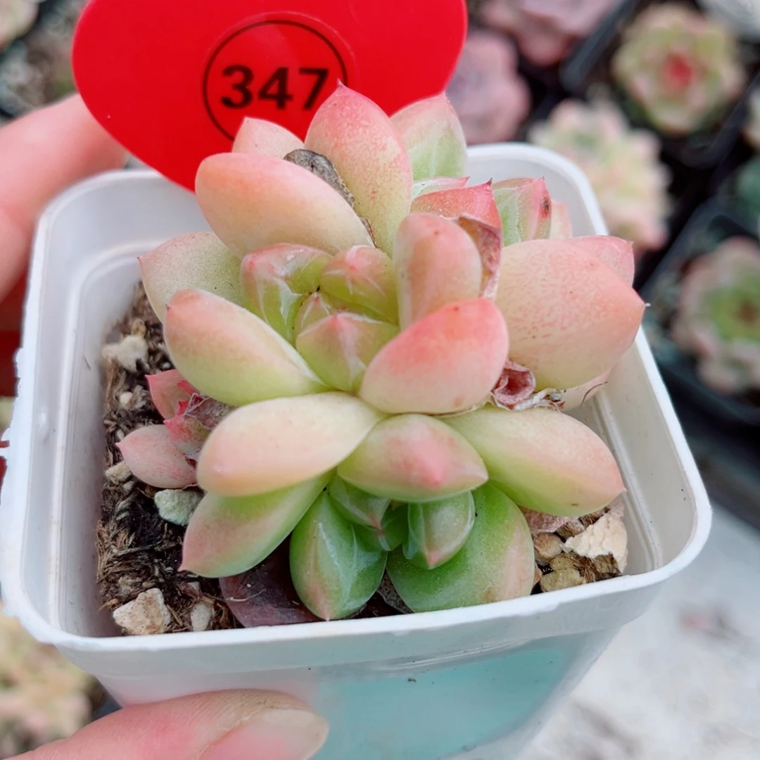 347号小老桩新品珍妮群