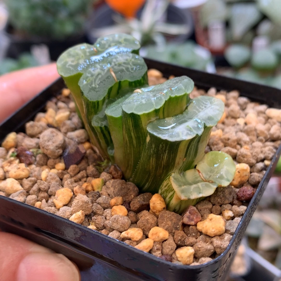长乐玉扇锦，带盆一起