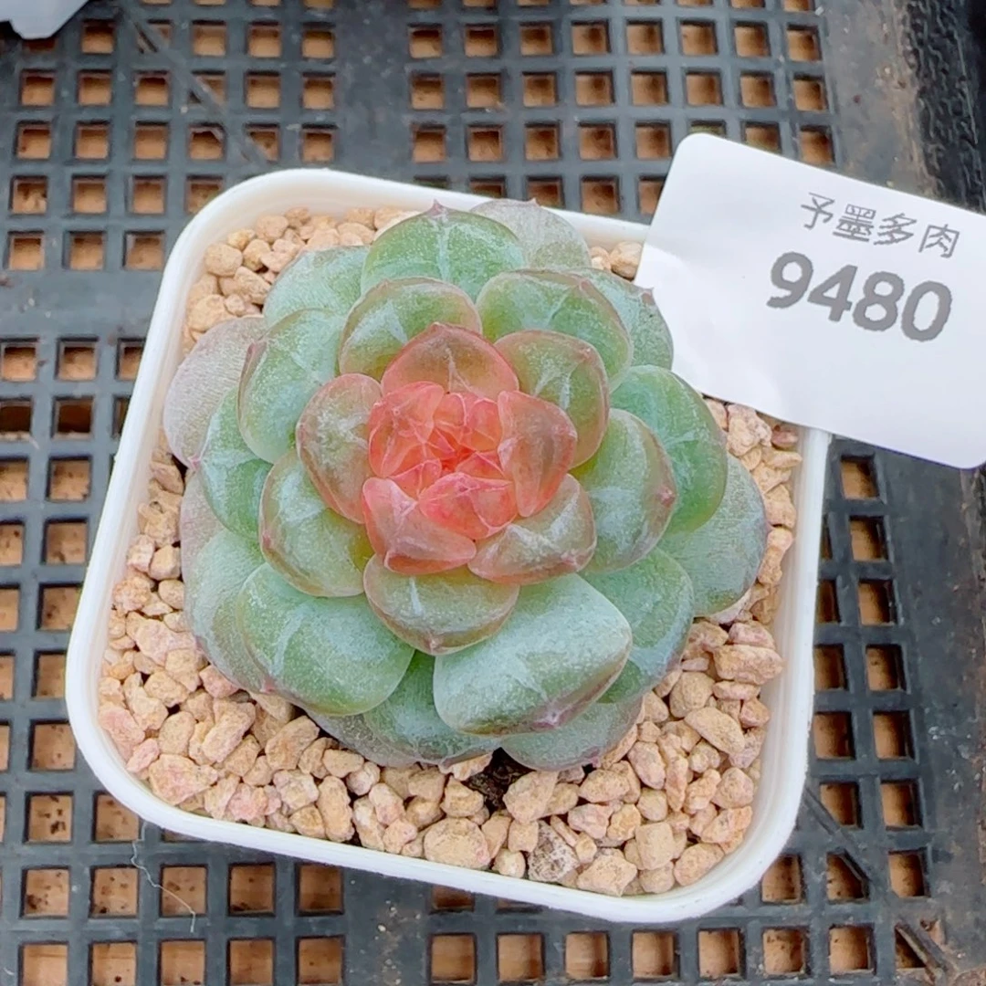 新品，爱心，9480多肉植物