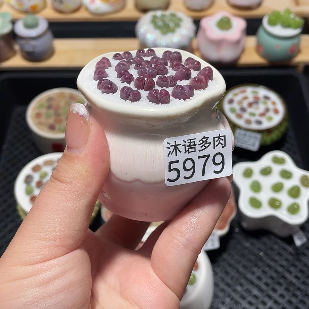 带盆土植物一物一拍5979