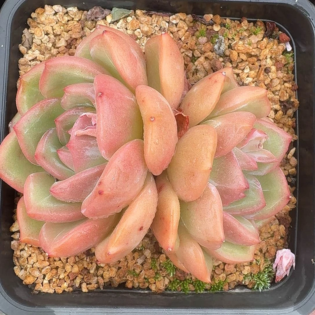 从前慢多肉编号双头q橙