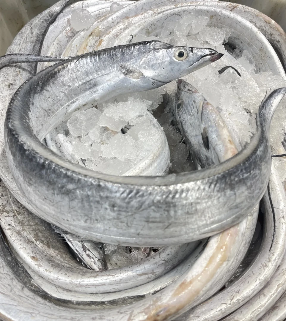 正宗东海钓带  产地直发 顺丰快递包邮