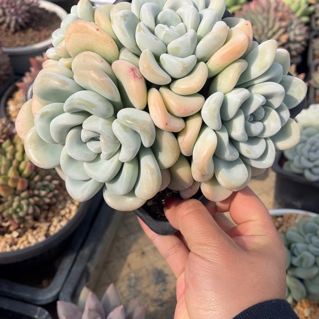 玉麒麟美人脱土发货。