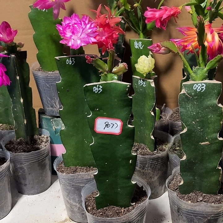 奋***长当前无花朵，栽培后可花朵063