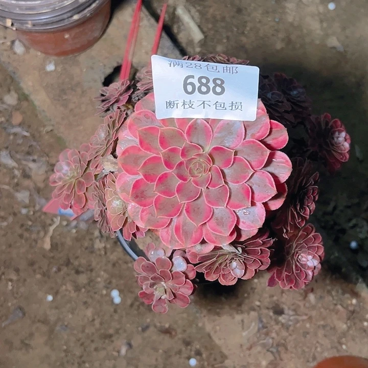 688黑同白多肉植物