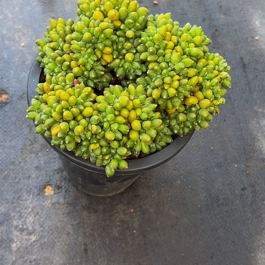 千代田特别好看特别好看