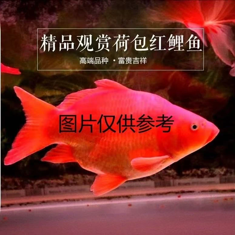 荷包鲤招财鱼锦鲤冷水观赏鱼活体包邮