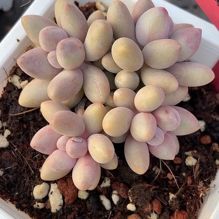 多肉植物粉色恋人255