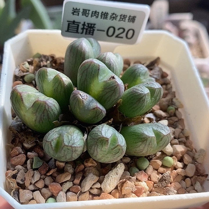 岛田种源送奶工11头群