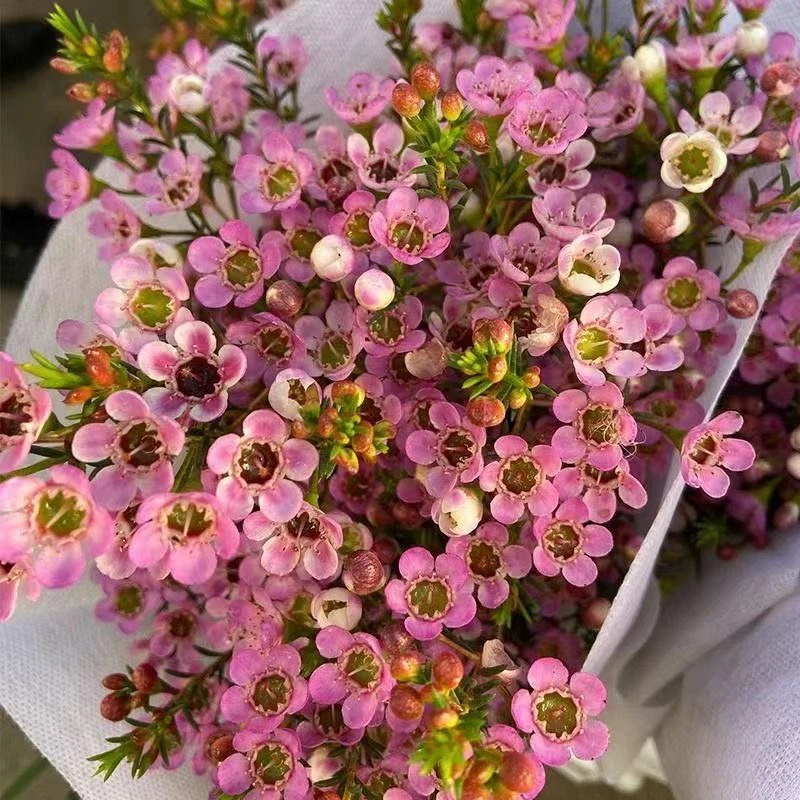 【A级澳洲腊梅】鲜花云南基地直发真花客厅摆设云南昆明直发腊梅