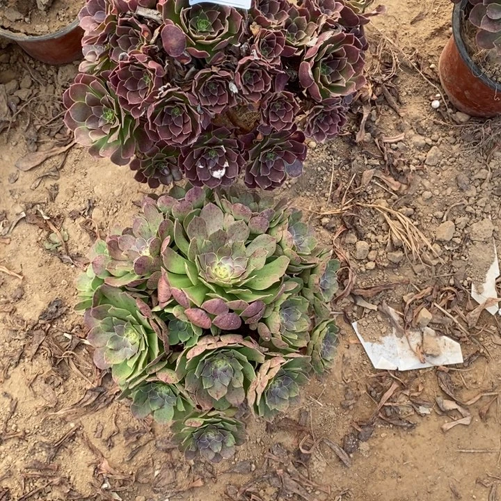 完全开放629组合套餐多肉植物