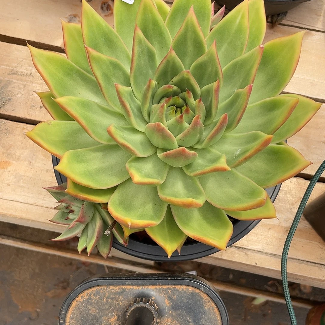 若如东云单拍F729