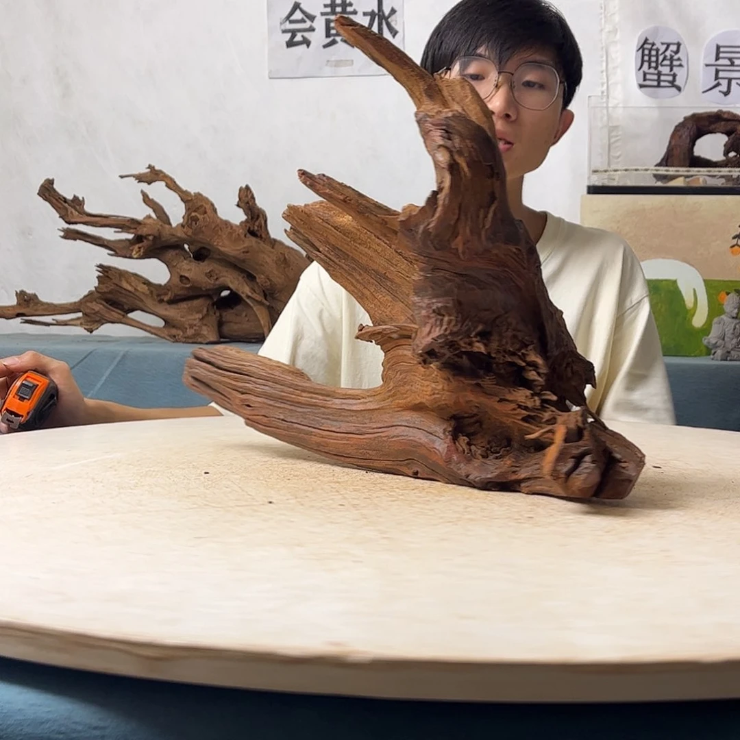 沉木造景寄居蟹造景