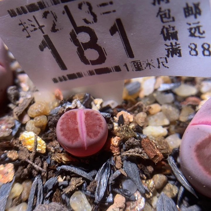 抖***谱精品生石花213.181