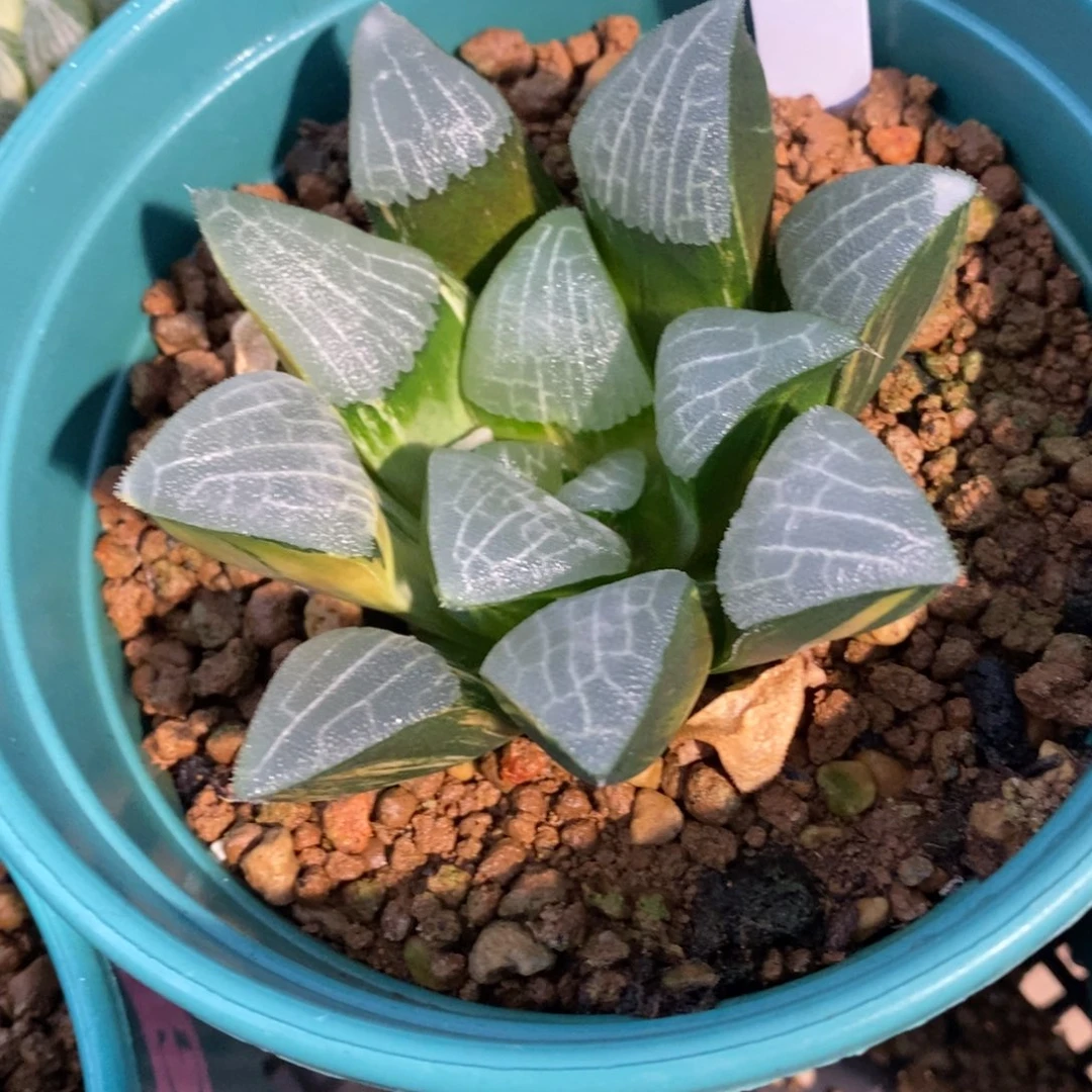 一颗实生大克锦