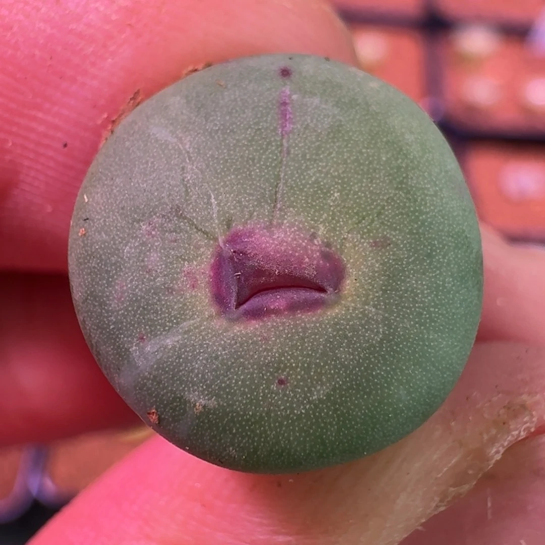 云缦精品番杏24.27 DOWS 安踏嘴