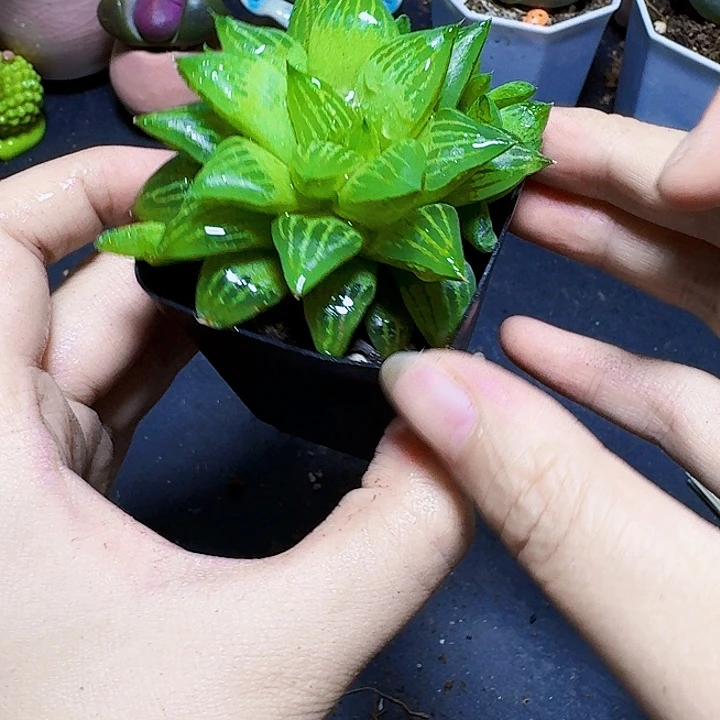 水晶寿带盆一盆福利