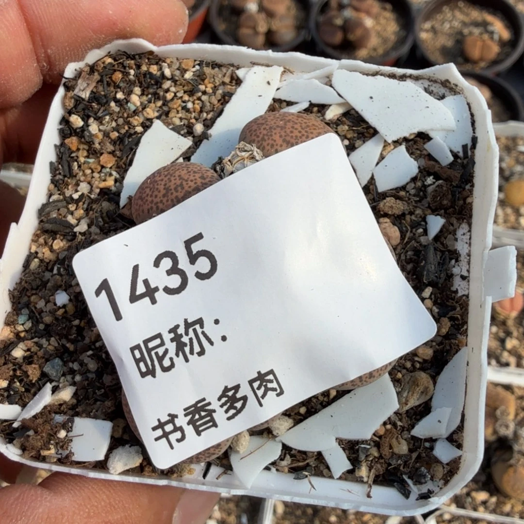 高***怕多肉植物多肉植物