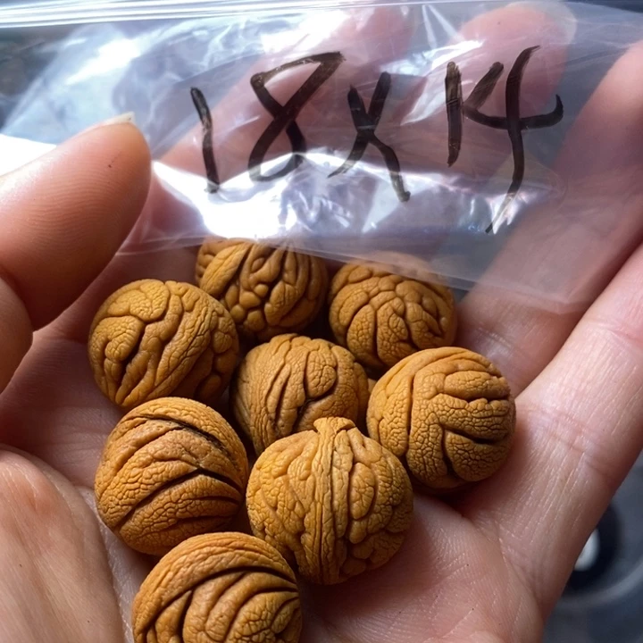 文玩核桃手串秦岭野生龙纹桃核18