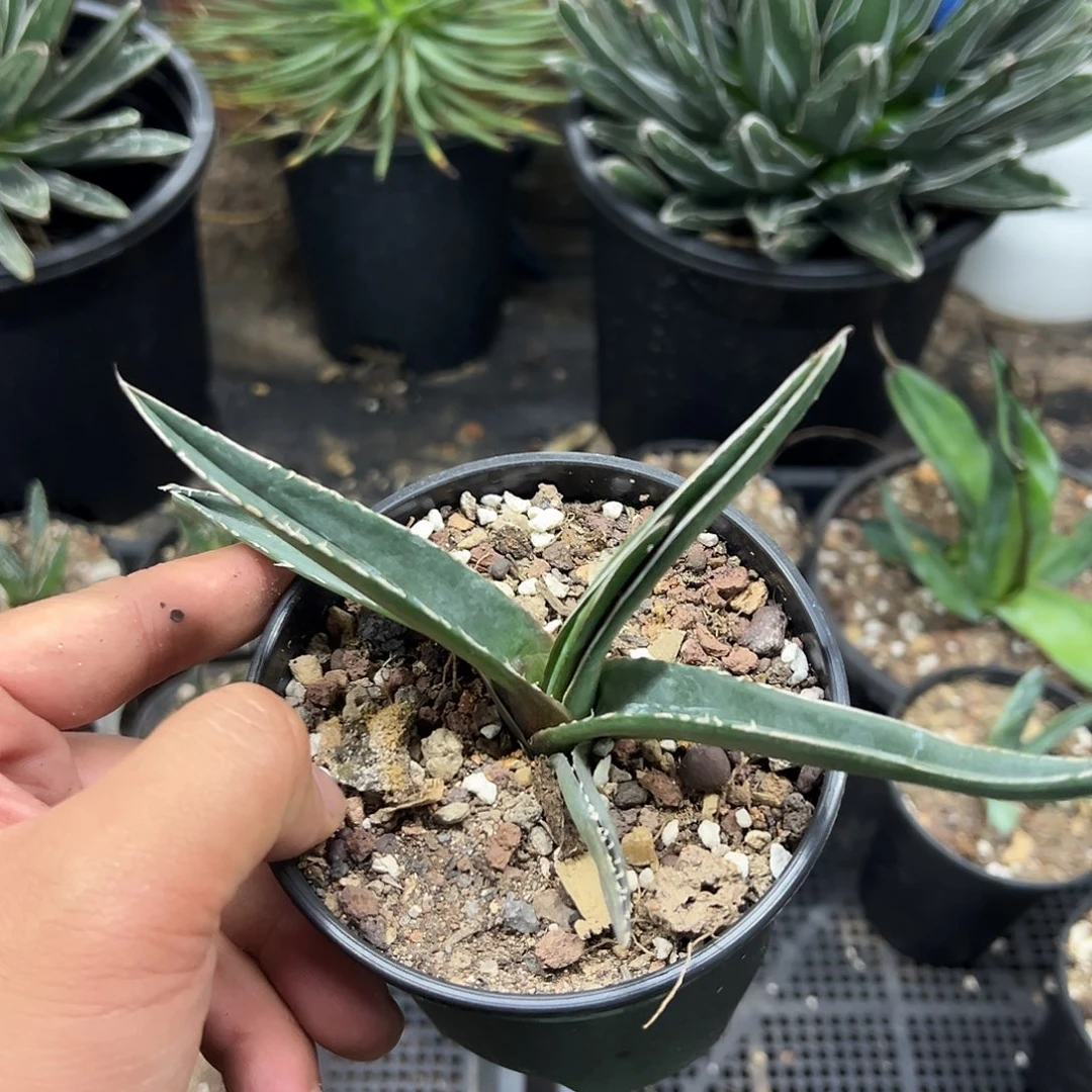 流星笹吹雪侧芽龙舌兰