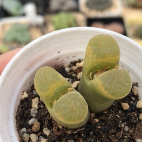 多肉肉锥 荧光风铃