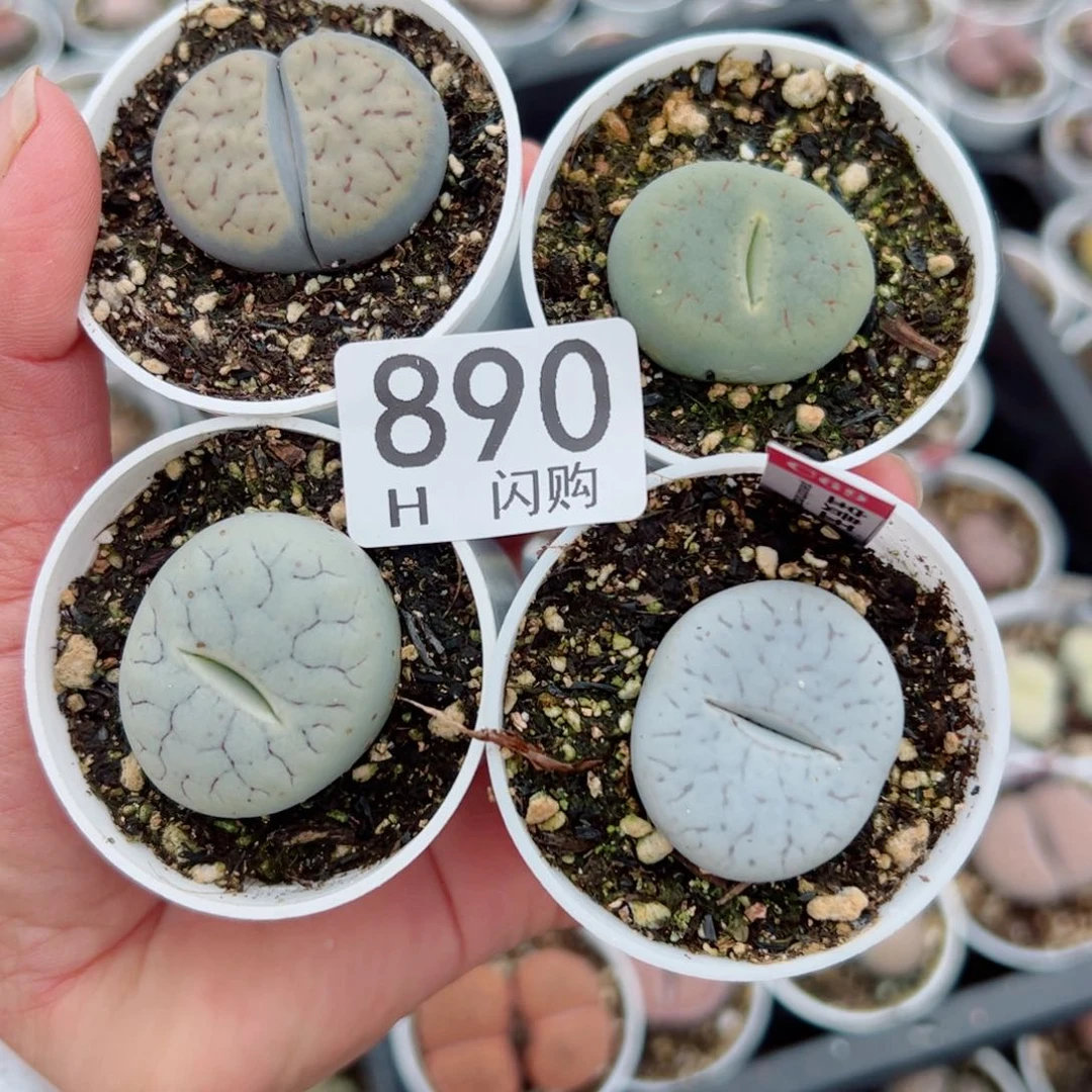 无花朵用****7我很喜欢这个H890