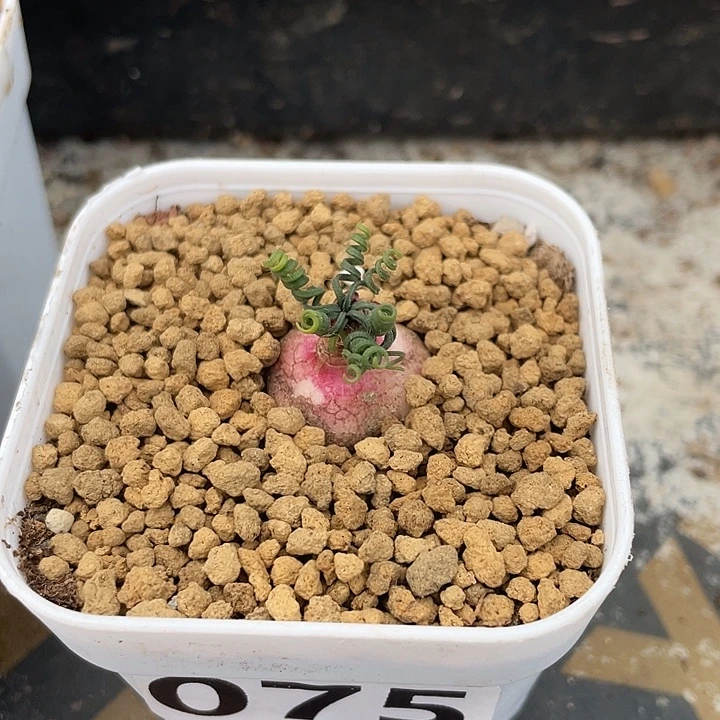 良***-075GL蚊香弹簧草块根