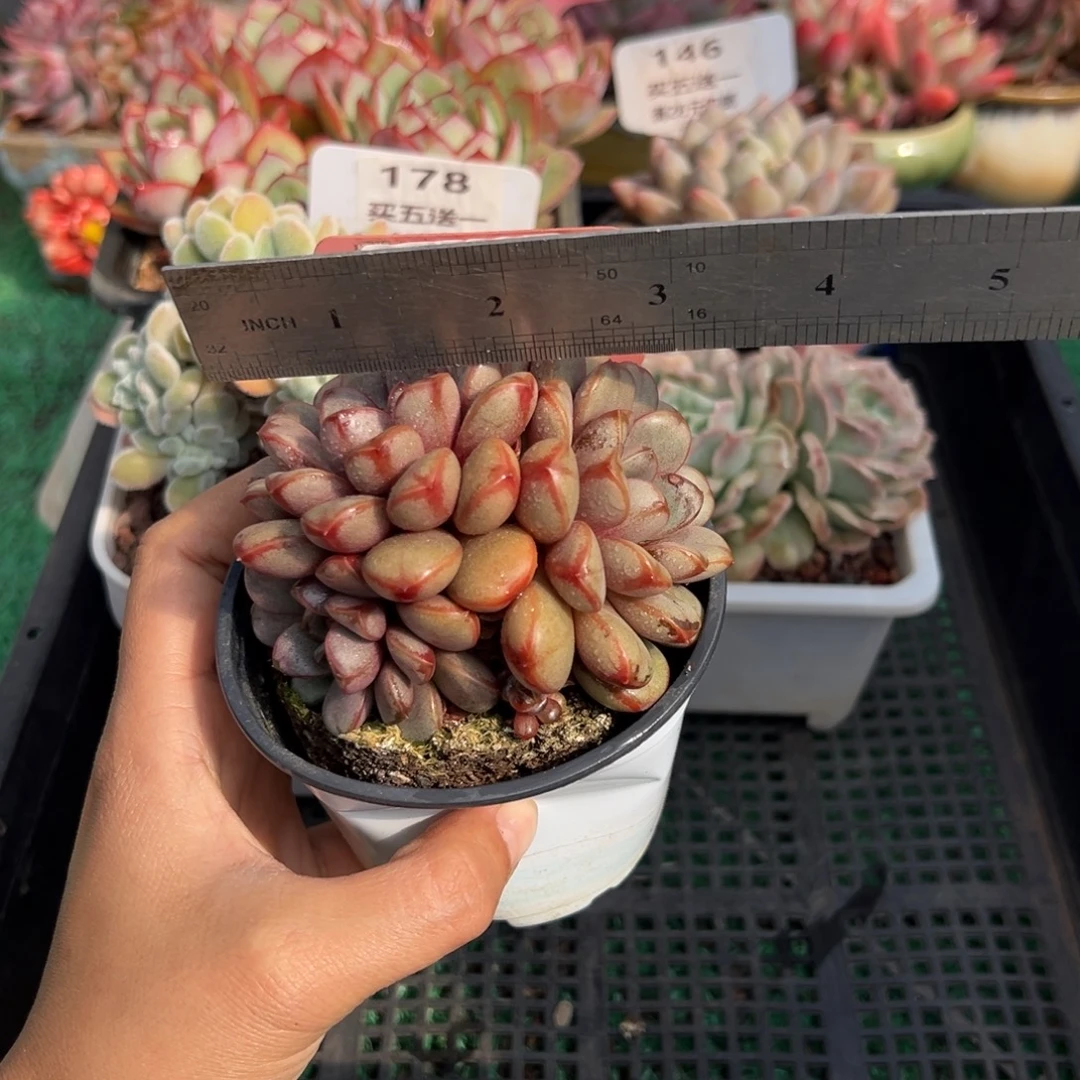 表妹精品多肉植物114.