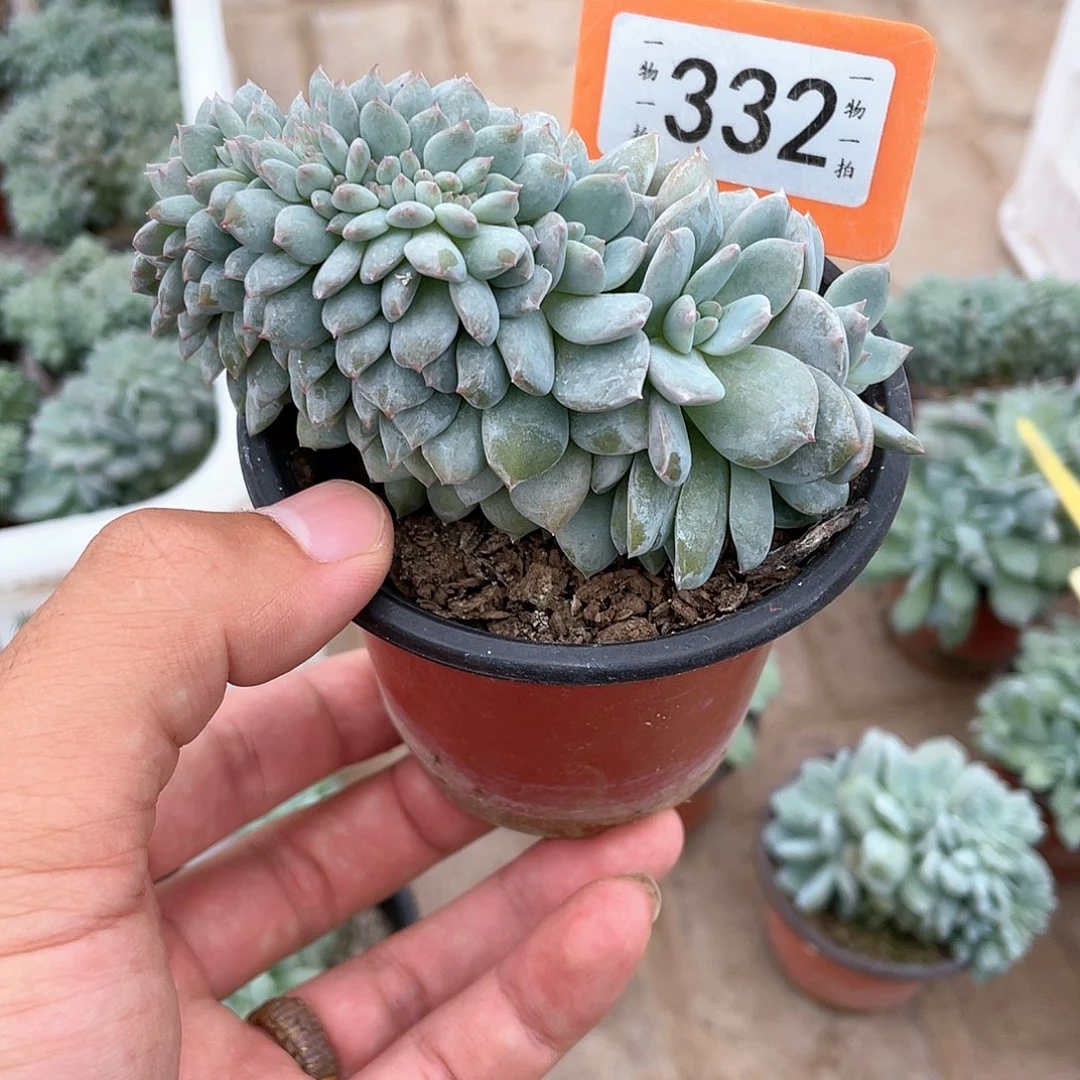 ****～332号多肉植物盆栽