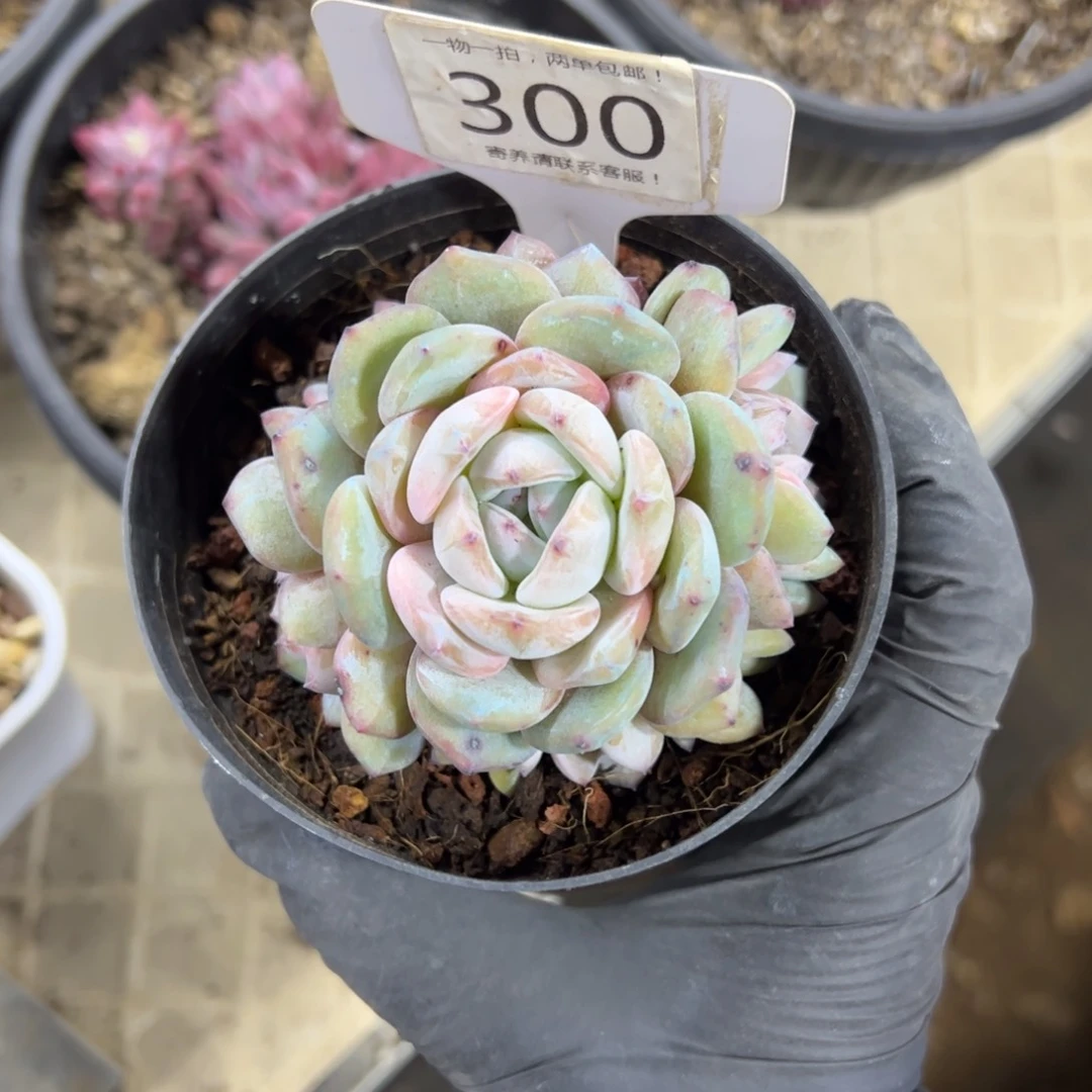 红陶?***子300号多肉植物