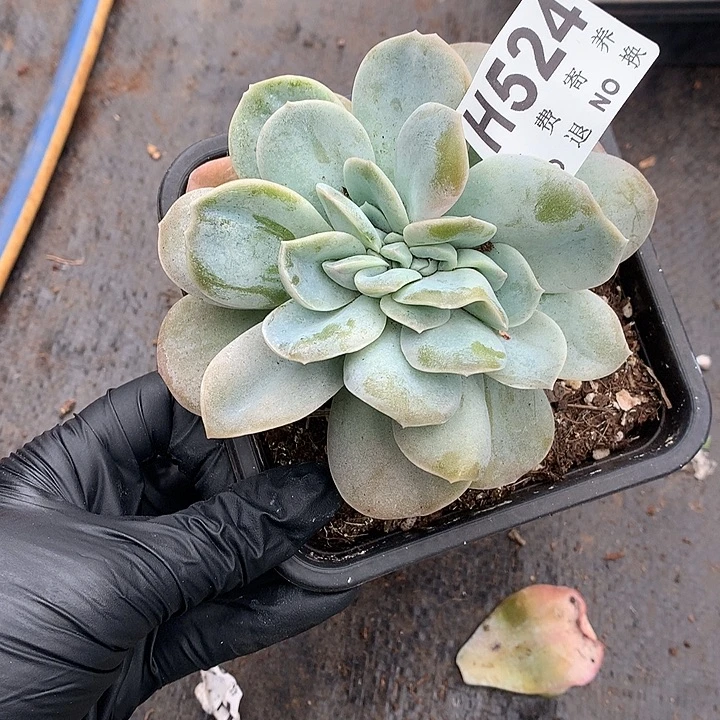 哈利沃森缀化 自然群非偏远38包邮 节后发