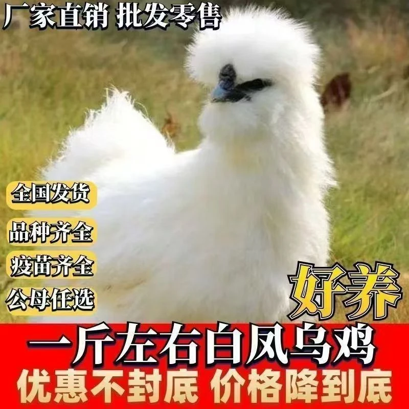 纯种白凤乌鸡约八两至一斤左右适合当宠物好喂养包邮丝毛乌骨鸡