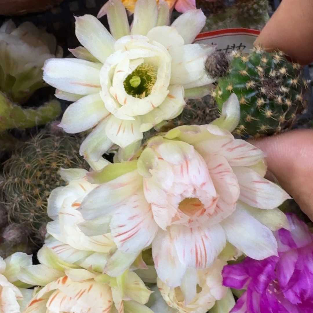 16丽花87歪无根侧牙3公分左右，20包邮