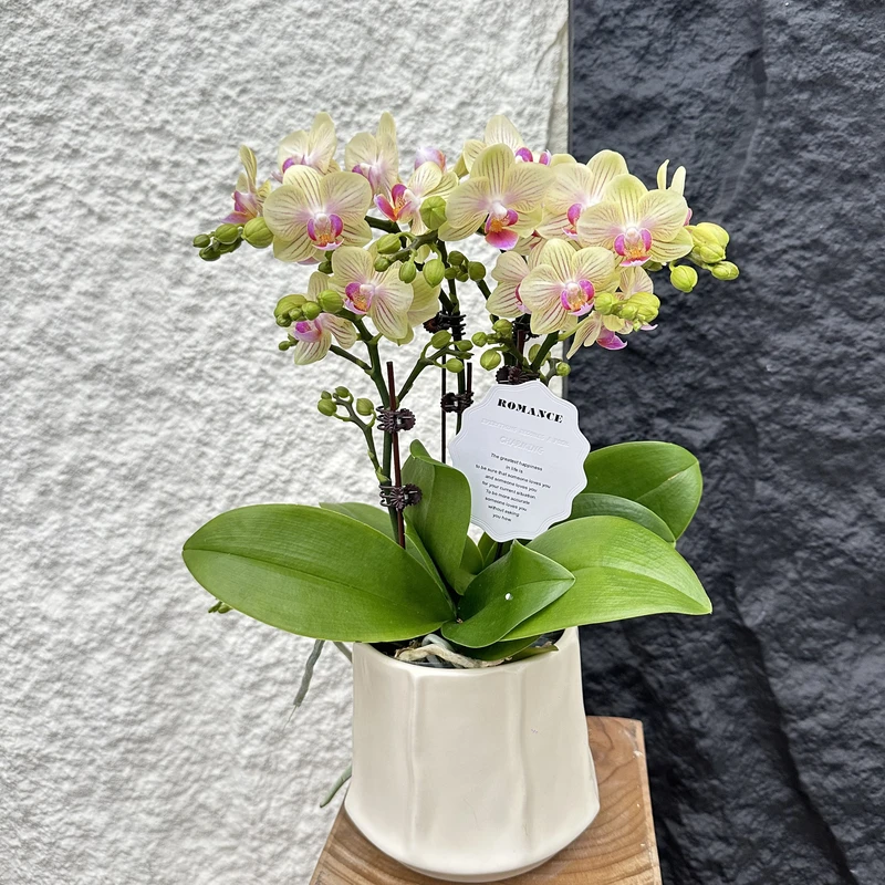 优选慕兰【奶酪】-蝴蝶兰组盆摆设客厅摆设种植基地发货