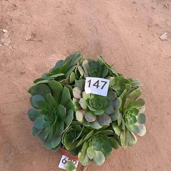 无花朵147万拉丝南