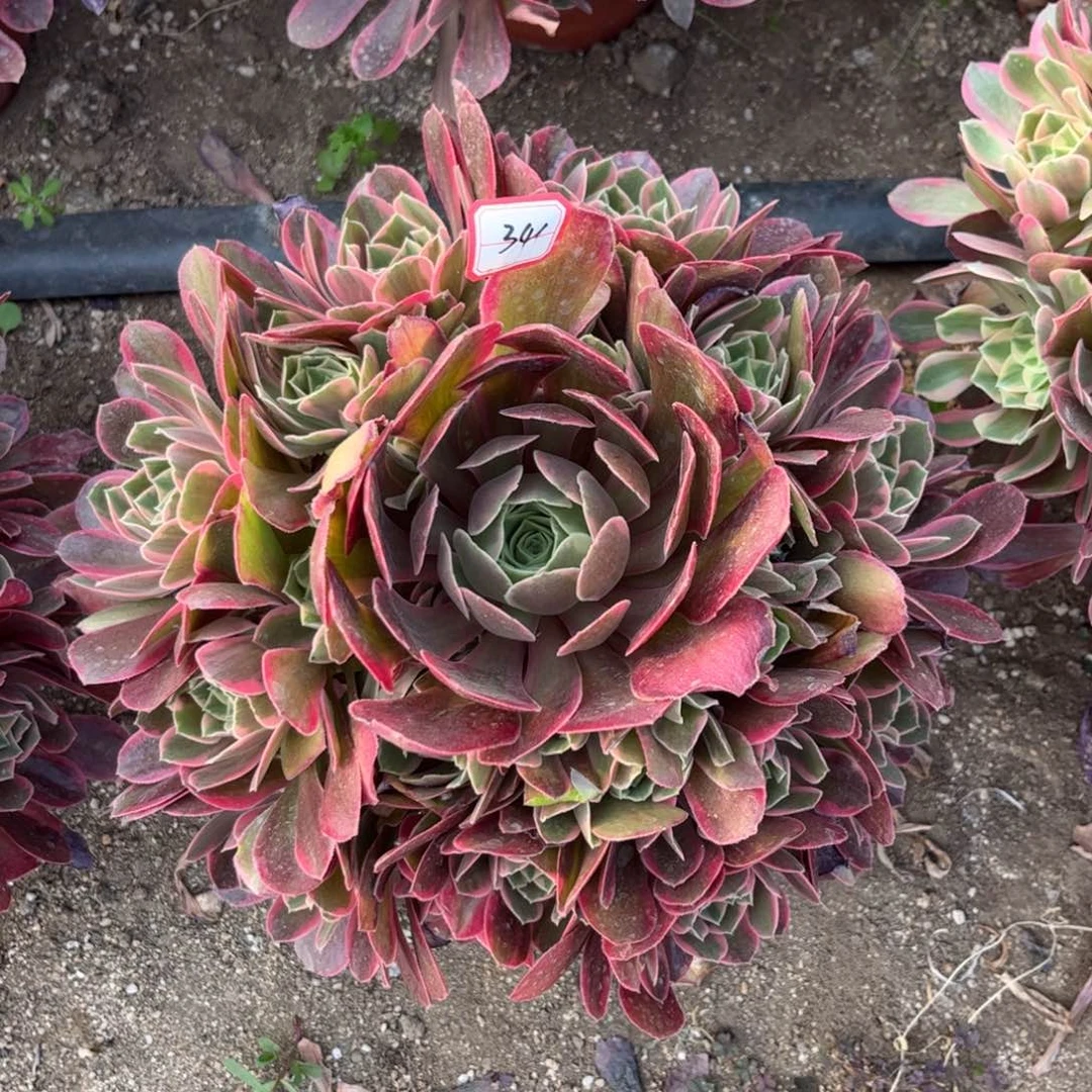 341多肉植物女妖