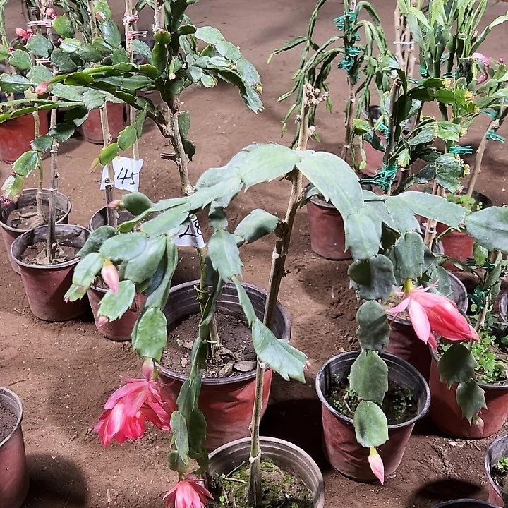 叶仙嫁接一层桃色带花架