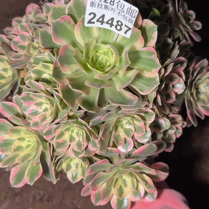 淡***静24487女妖多肉植物