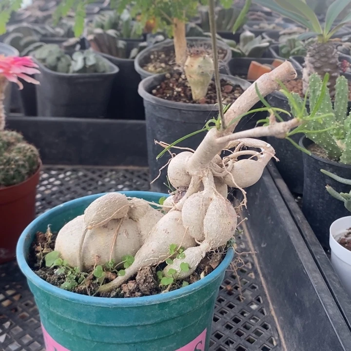 柳叶麒麟，一物一拍