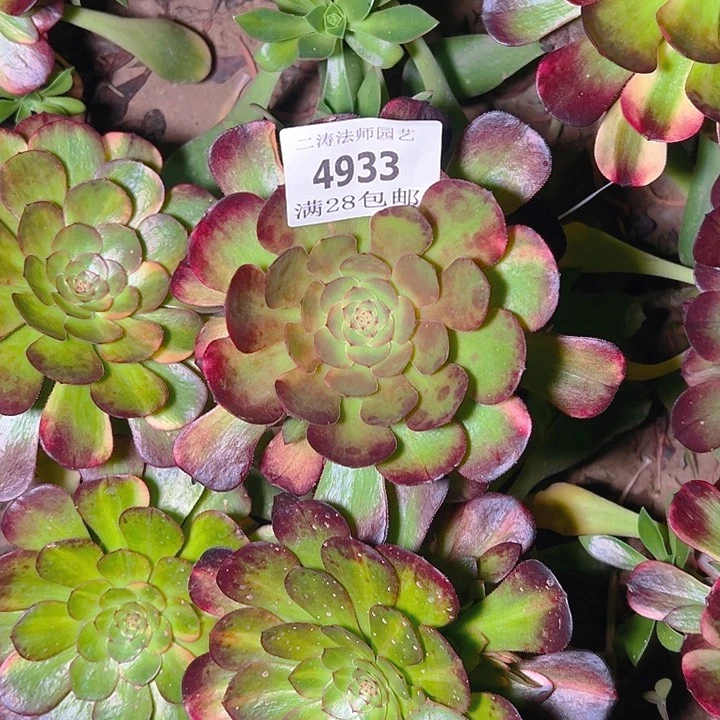 潇**哥4933嫁接万七彩多肉植物