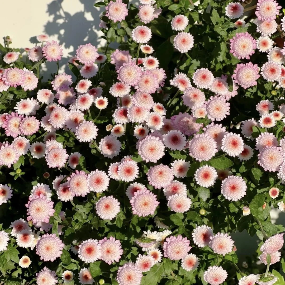 珠玉之卵  1盆  不售后 盆栽粉白爆花耐寒好养室内阳云南鲜花绿植