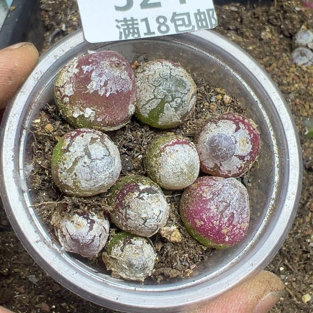 【闪购商品】 524。