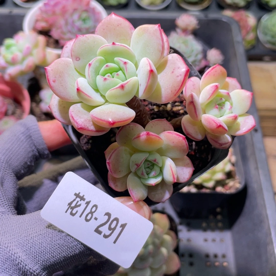 白天鹅18-291香草