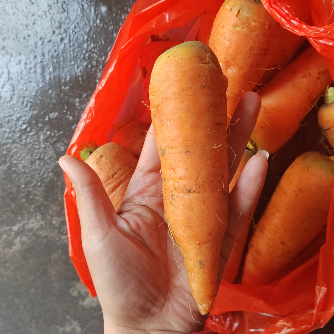 山东大集农家的胡萝卜