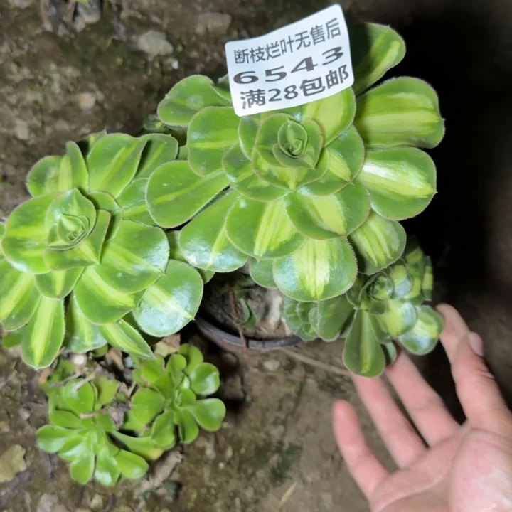 6543三号棚暴君母本北边