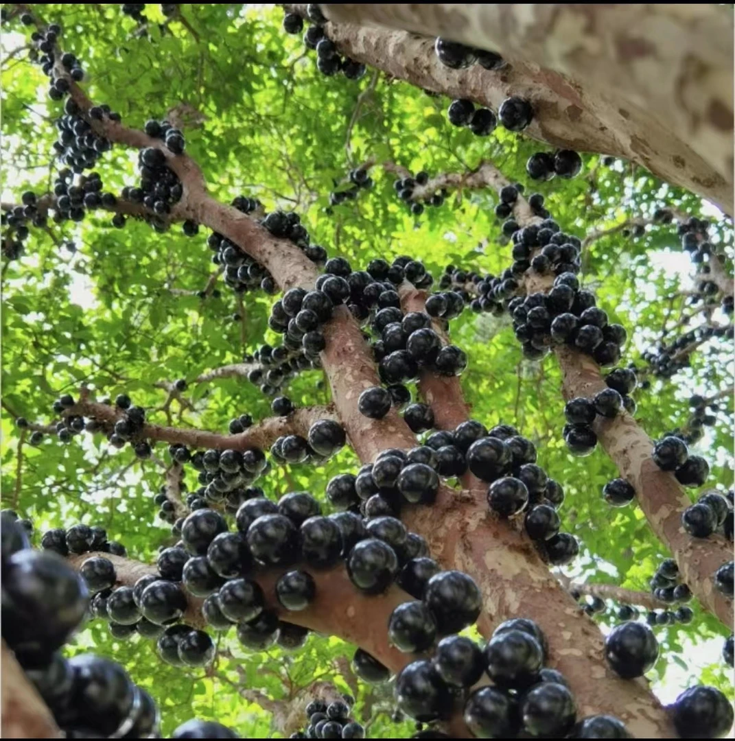 各种盆景 沙巴 艾斯卡 红妃 直播间一物一拍