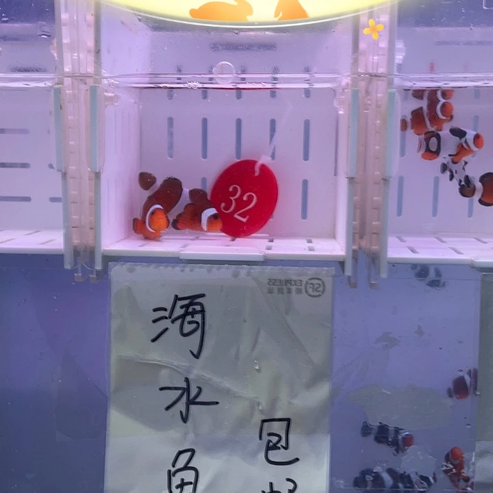 海水鱼精品公子小丑鱼
