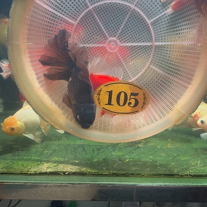 百褶泰狮包邮两条105